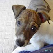 Dansk svensk gaardhund Lucky