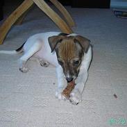 Dansk svensk gaardhund Lucky