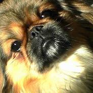 Pekingeser Lucky