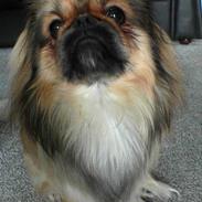 Pekingeser Lucky