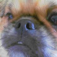 Pekingeser Lucky