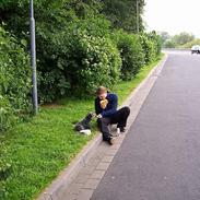 Australsk cattledog Abim