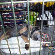 Australsk cattledog Abim