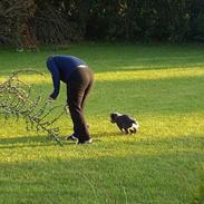 Australsk cattledog Abim