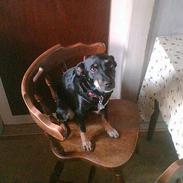 Tysk jagtterrier Nuser (gået bort)