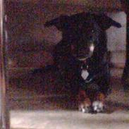 Tysk jagtterrier Nuser (gået bort)