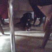 Tysk jagtterrier Nuser (gået bort)