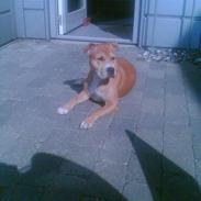 Amerikansk staffordshire terrier  Bella