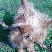 Australsk terrier Kicki