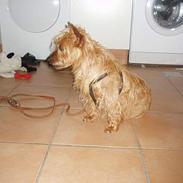 Australsk terrier Kicki