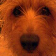 Australsk terrier Kicki