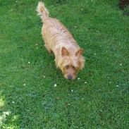 Australsk terrier Kicki