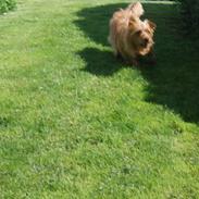 Australsk terrier Kicki