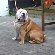 Engelsk bulldog Møffe