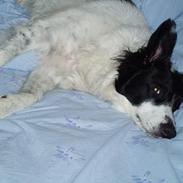 Blanding af racer Blackie - DØD 19.02.2008