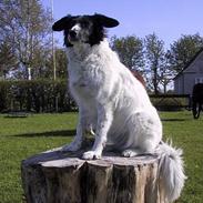 Blanding af racer Blackie - DØD 19.02.2008