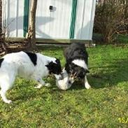 Blanding af racer Blackie - DØD 19.02.2008