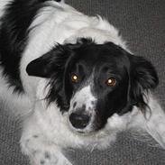 Blanding af racer Blackie - DØD 19.02.2008