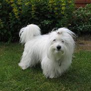 Coton de tulear "Mille" Melkomi's Alfine