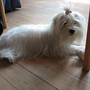 Coton de tulear "Mille" Melkomi's Alfine