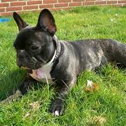 Fransk bulldog Bongo