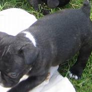 Fransk bulldog Bongo