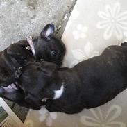 Fransk bulldog Bongo