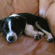 Dansk svensk gaardhund Bette