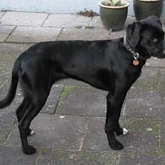 Blanding af racer Dina