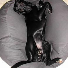 Blanding af racer Dina