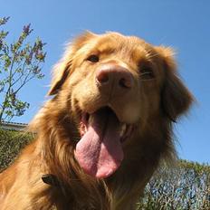 Nova scotia duck tolling retriever Murphy