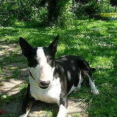 Bullterrier Tinka