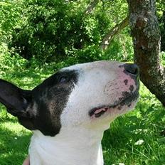 Bullterrier Tinka