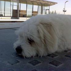 Coton de tulear Bernard 