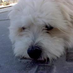Coton de tulear Bernard 