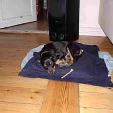 Blanding af racer vimse