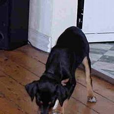 Blanding af racer vimse