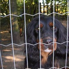 Gordon setter Benjamin - Aflivet