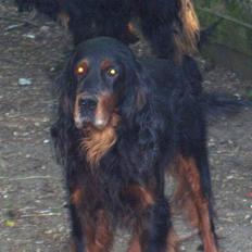 Gordon setter Settershill Jack