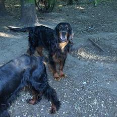 Gordon setter Settershill Jack