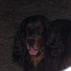 Gordon setter Settershill Jack