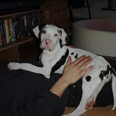 Grand danois Akela 2002 til 2006