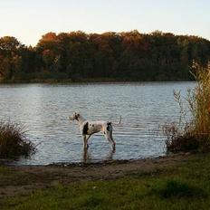 Grand danois Akela 2002 til 2006