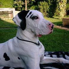 Grand danois Akela 2002 til 2006