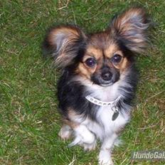 Blanding af racer Chica