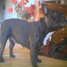 Fransk bulldog Freja