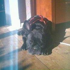 Fransk bulldog Freja