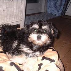 Løwchen Mille - død 19/9-2007!!