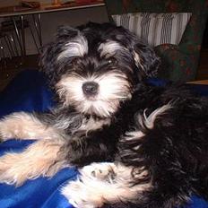Løwchen Mille - død 19/9-2007!!