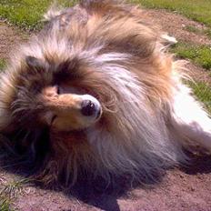 Collie langhåret Carrot R.I.P <3